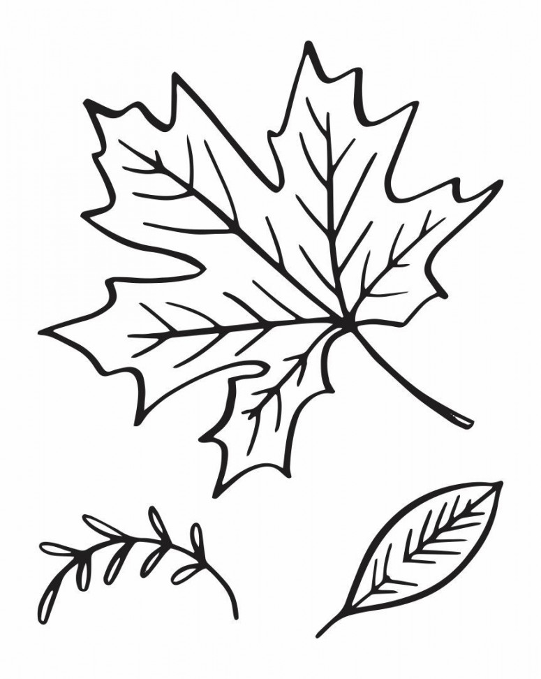 Printable  Leaf template, Leaf template printable, Pumpkin leaves