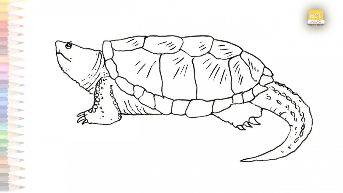 Alligator snapping turtle drawing easy  How to draw Alligator snapping  turtle step by step