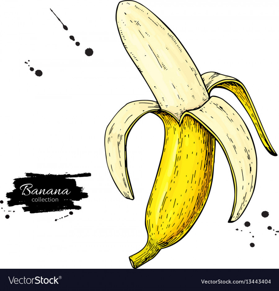 Banana drawing isolated hand drawn peel Royalty Free Vector