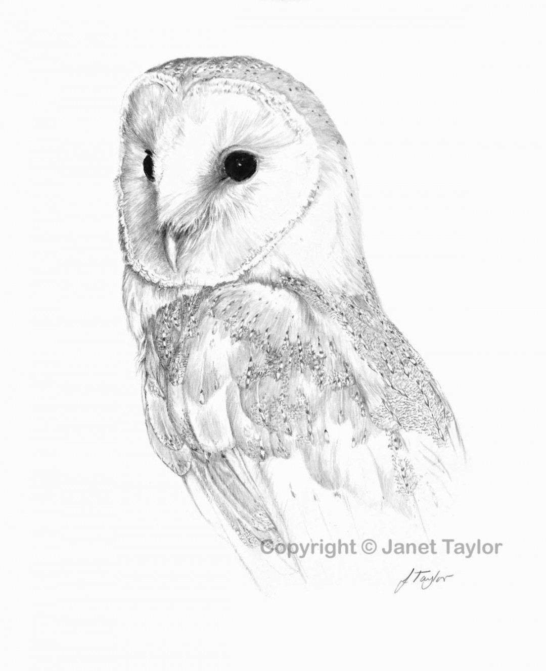 BARN OWL drawing A size signed print of original graphite - Etsy