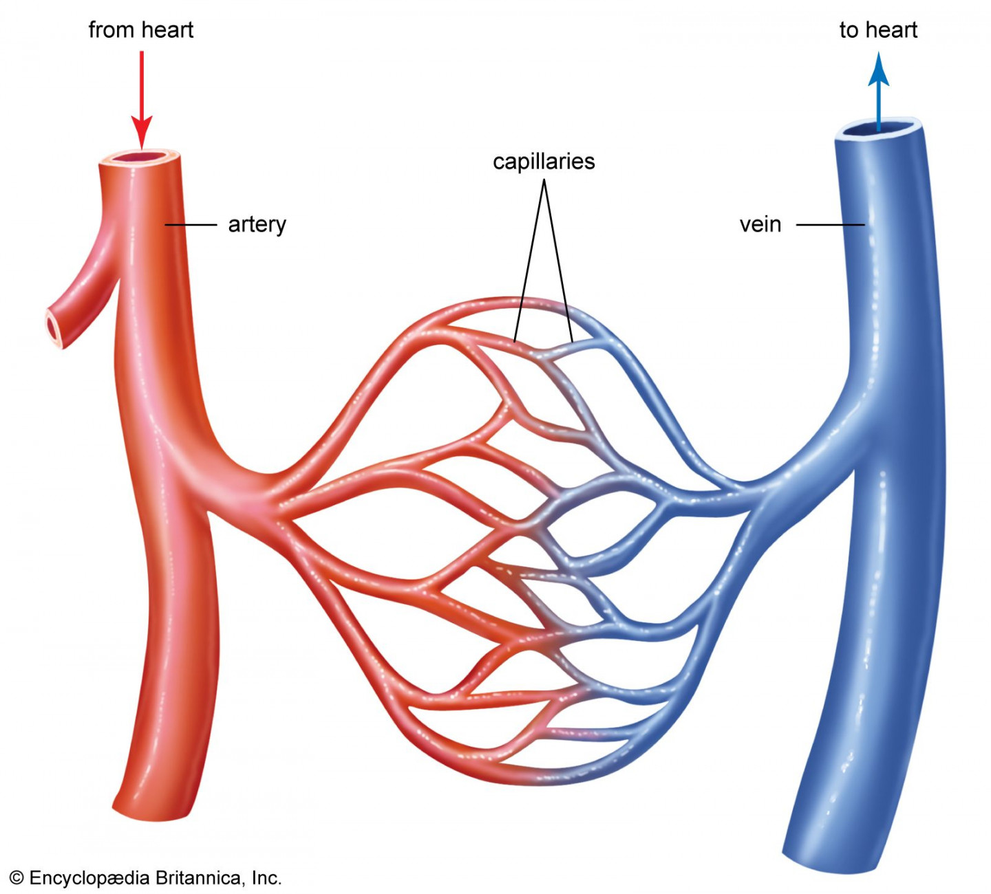 Blood vessel  Definition, Anatomy, Function, & Types  Britannica