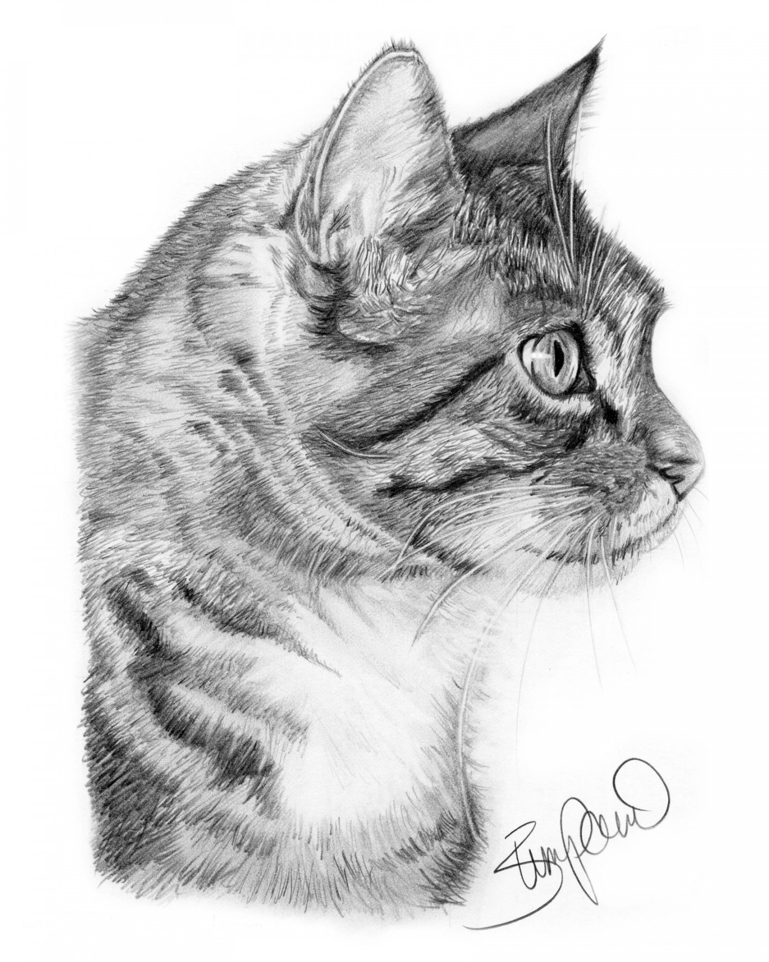 Cat profile pencil drawing by Wendy Zumpano www