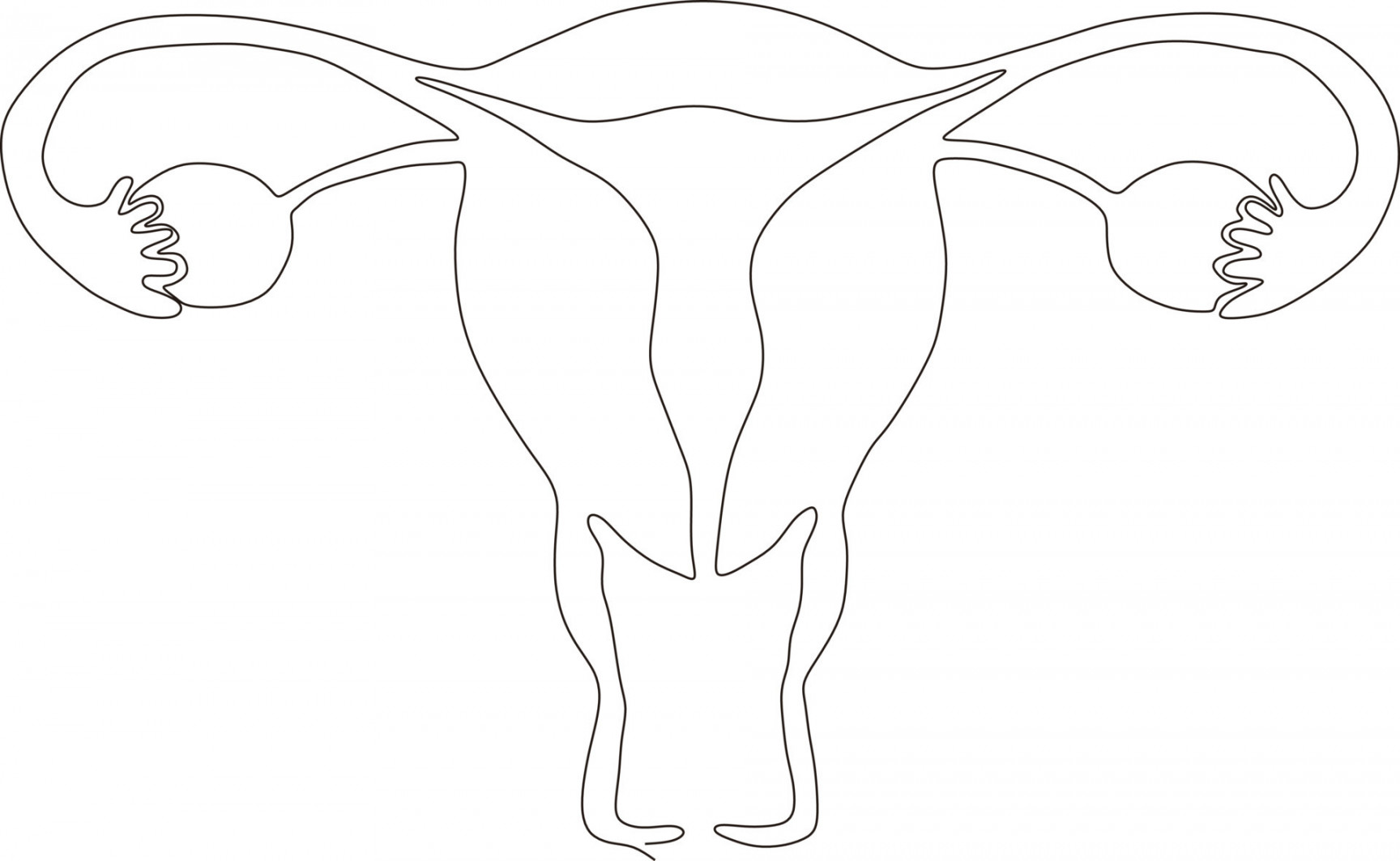 continuous line art drawing of female reproductive uterus