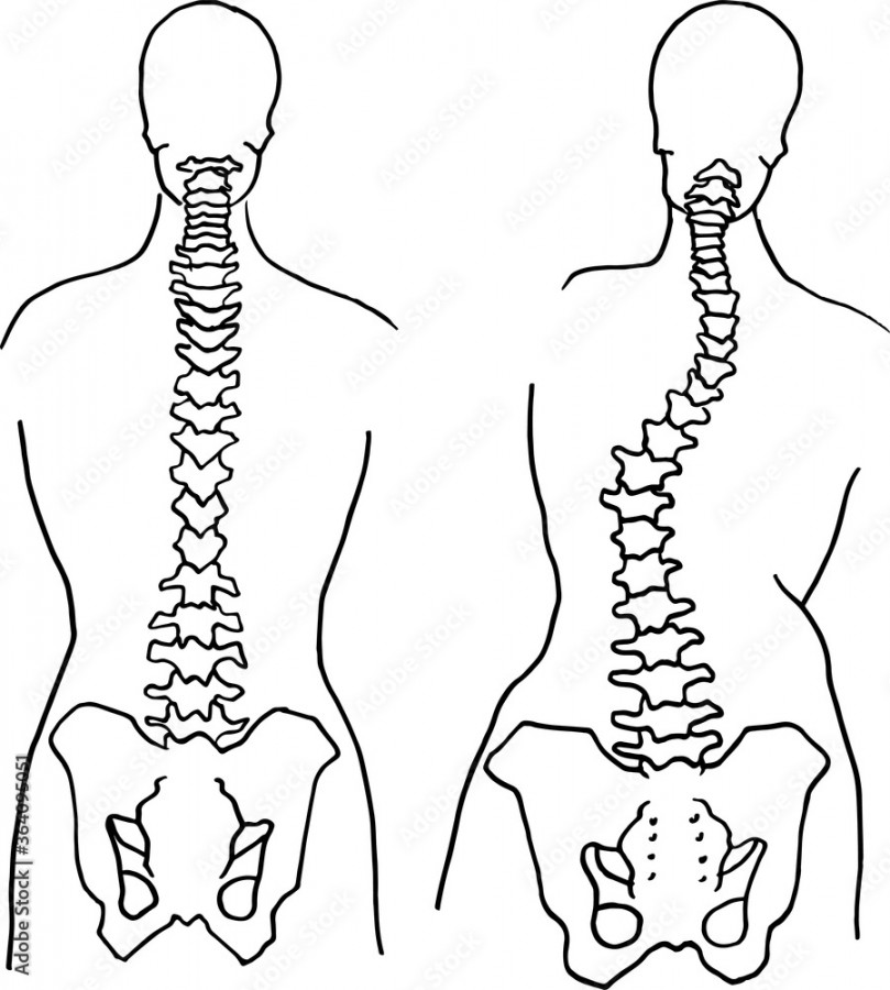 Contour vector outline drawing of human spine skeleton