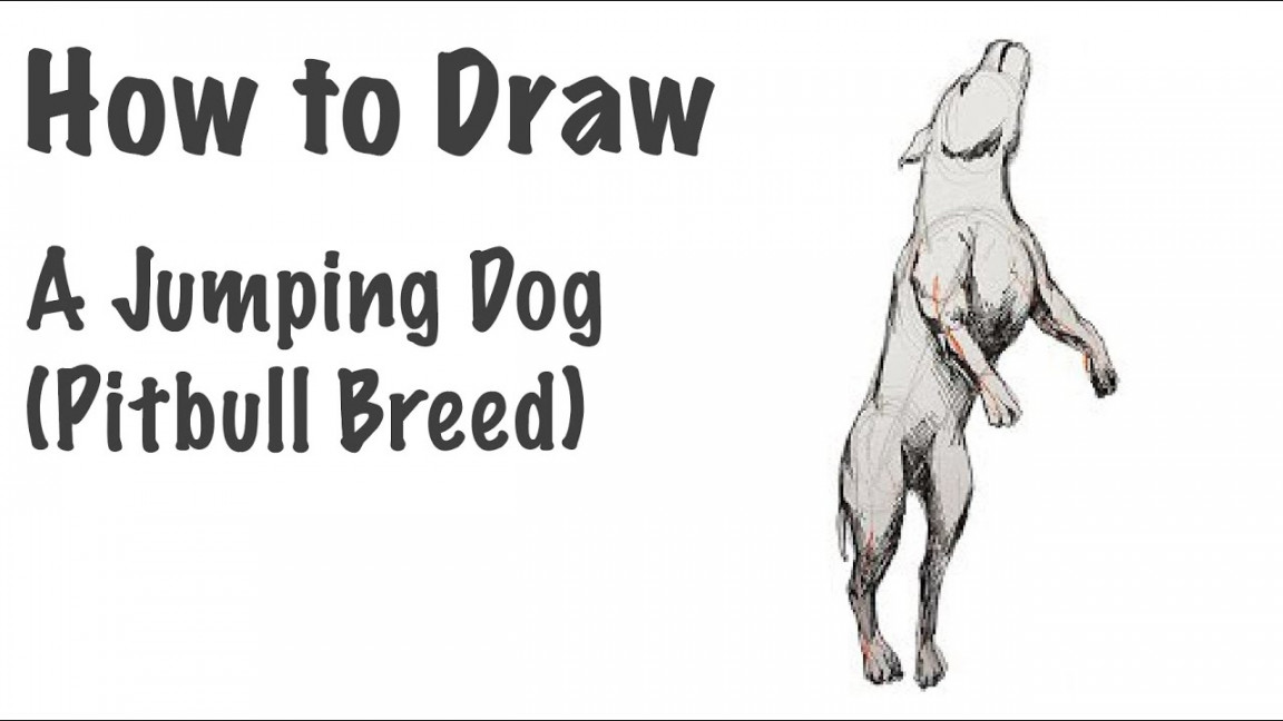 Dog Jumping (Pitbull) FULL DRAWING LESSON