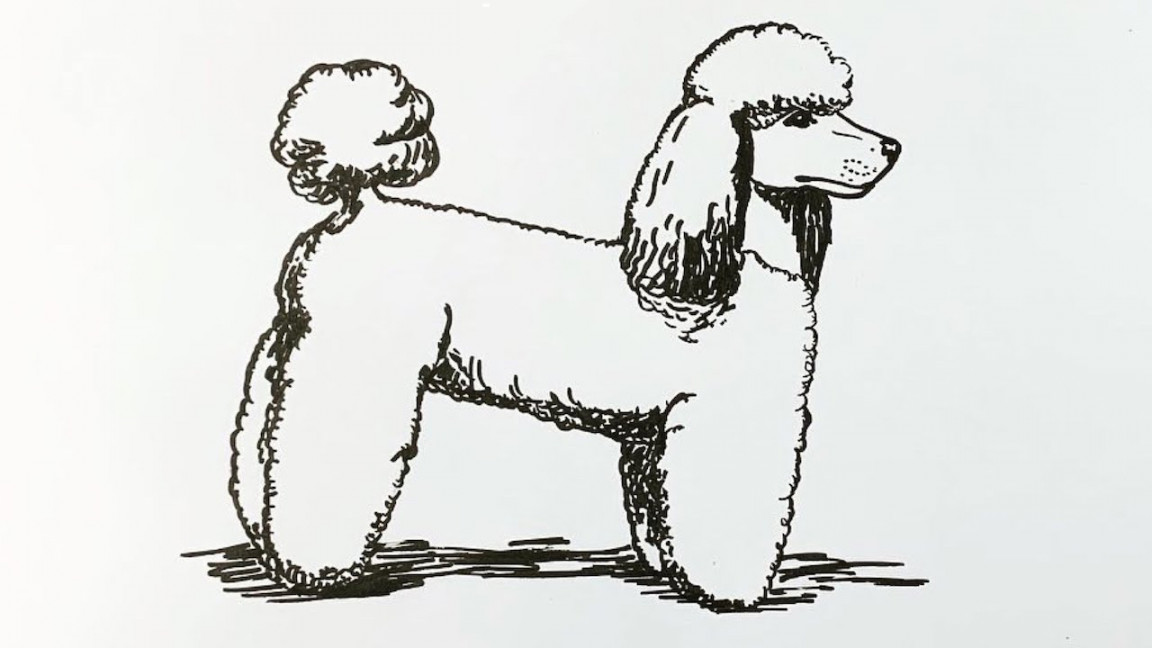 Dog Week: How to draw a poodle