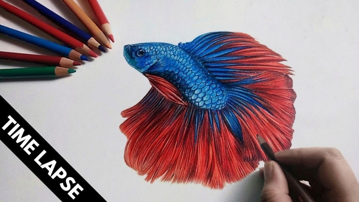 Draw Realistic Colored Betta Fish  Time Lapse Drawing