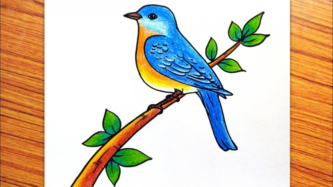 Easy Bird Drawing, How to Draw a Bird, Eastern Bluebird Drawing, Bird on  Tree Drawing