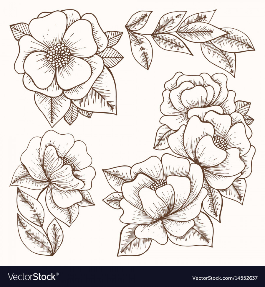 Flowers hand drawing set Royalty Free Vector Image