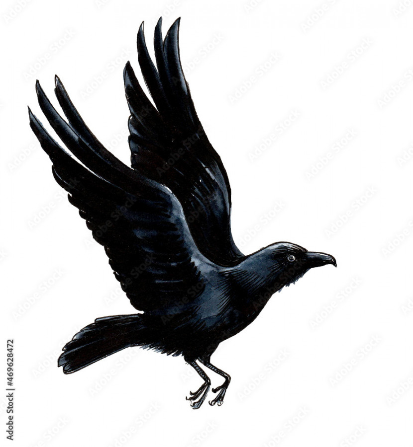 Flying crow