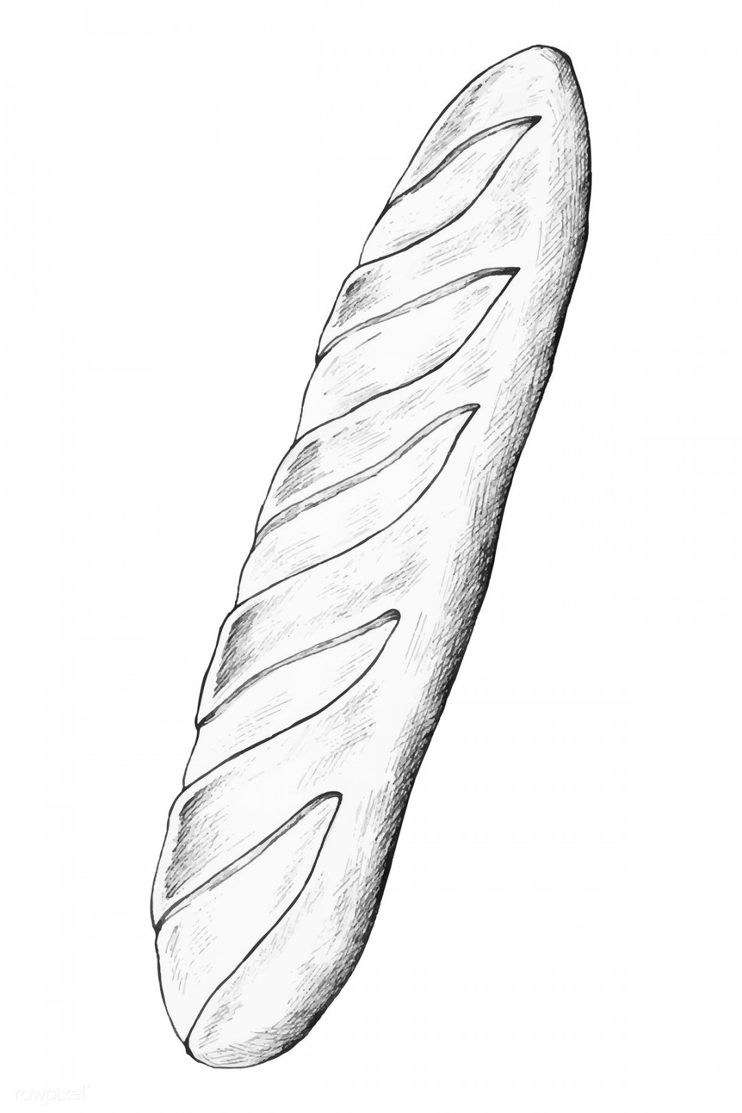 Hand drawn freshly bake baguette vector  premium image by