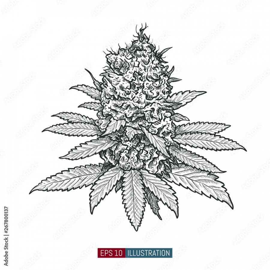 Hand drawn marijuana. Leaves and buds