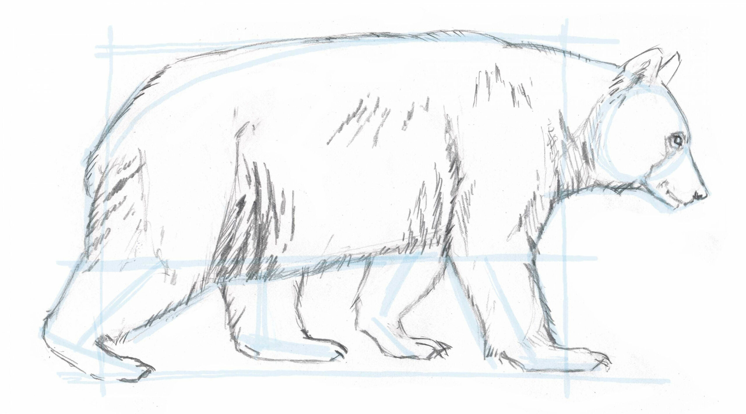 How to Draw a Bear: Blocking in the basic shape • John Muir Laws