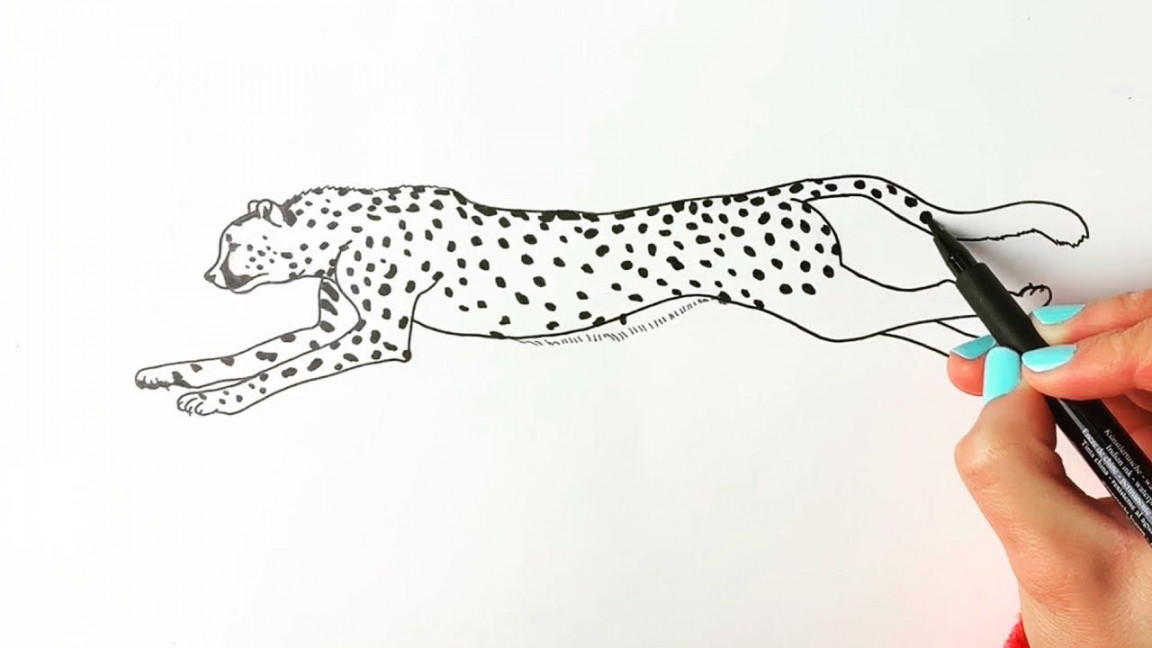 How to draw a cheetah running step by step  Leopard drawing, Drawings,  Sketches easy