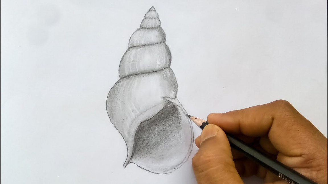 How to Draw a Conch Shell  Sketches of Shells  Easy Drawing