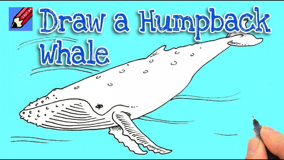 How to draw a Humpback Whale Real Easy