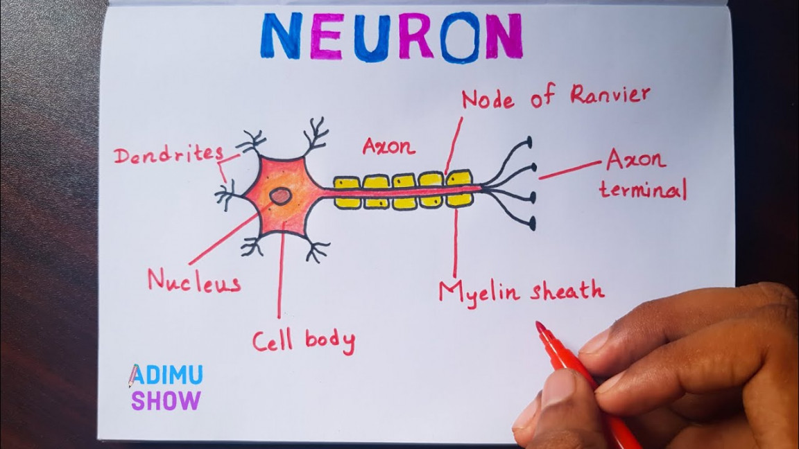 How To Draw A Neuron Step By Step For Beginners