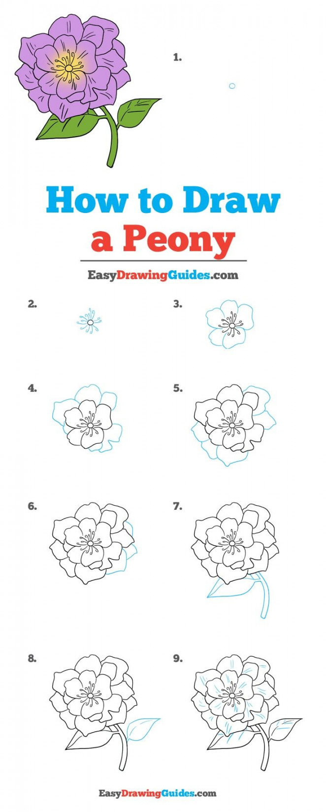 How to Draw a Peony - Really Easy Drawing Tutorial  Flower