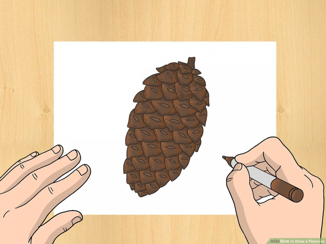 How to Draw a Pinecone:  Steps (with Pictures) - wikiHow