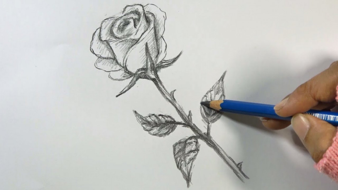 How to Draw a Rose Step by Step  Hihi Pencil