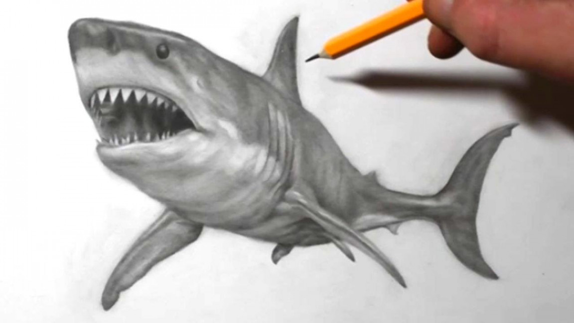 How to Draw a Shark  Pencil Drawing