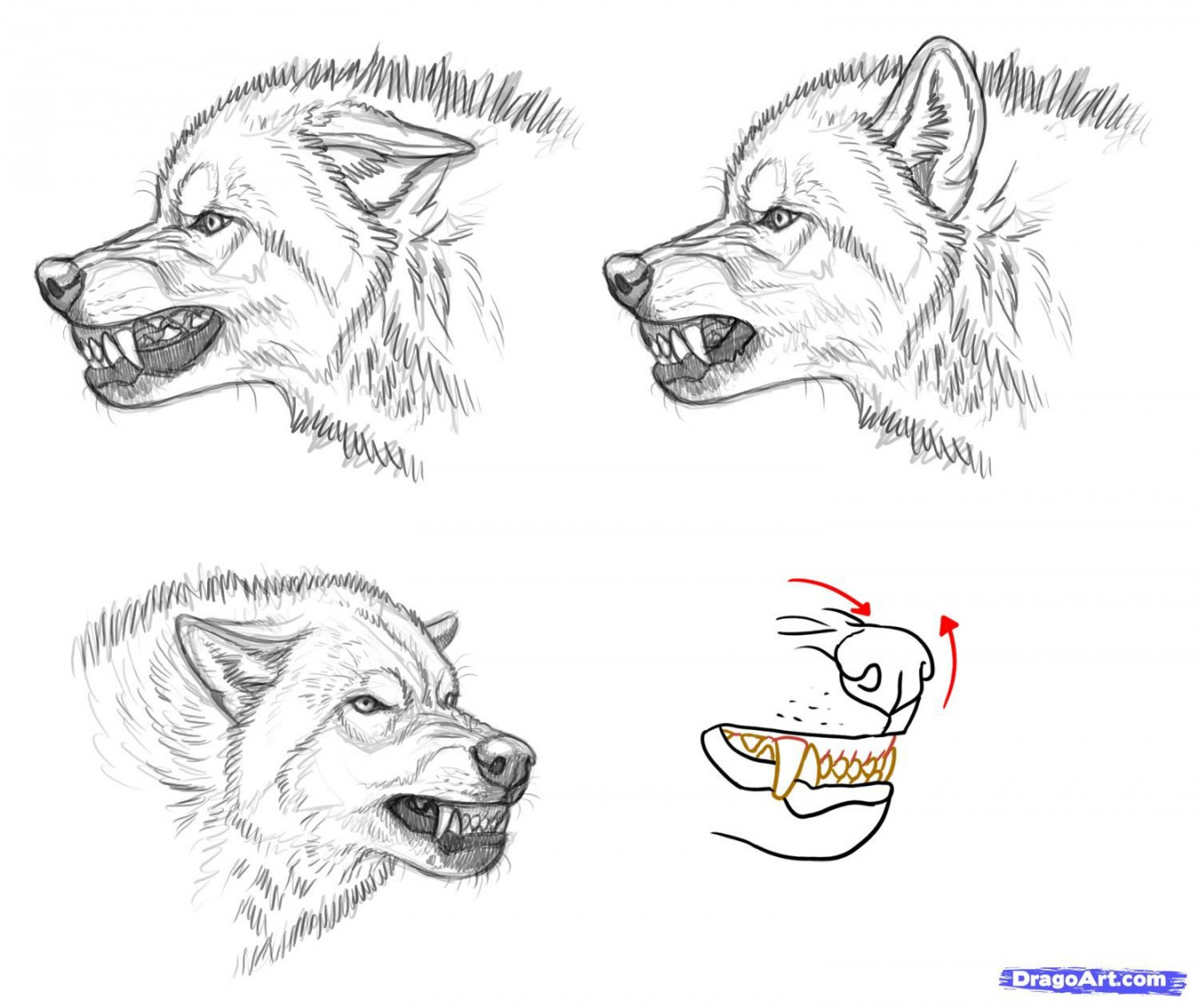 How to Draw an Angry Wolf, Step by Step, forest animals, Animals