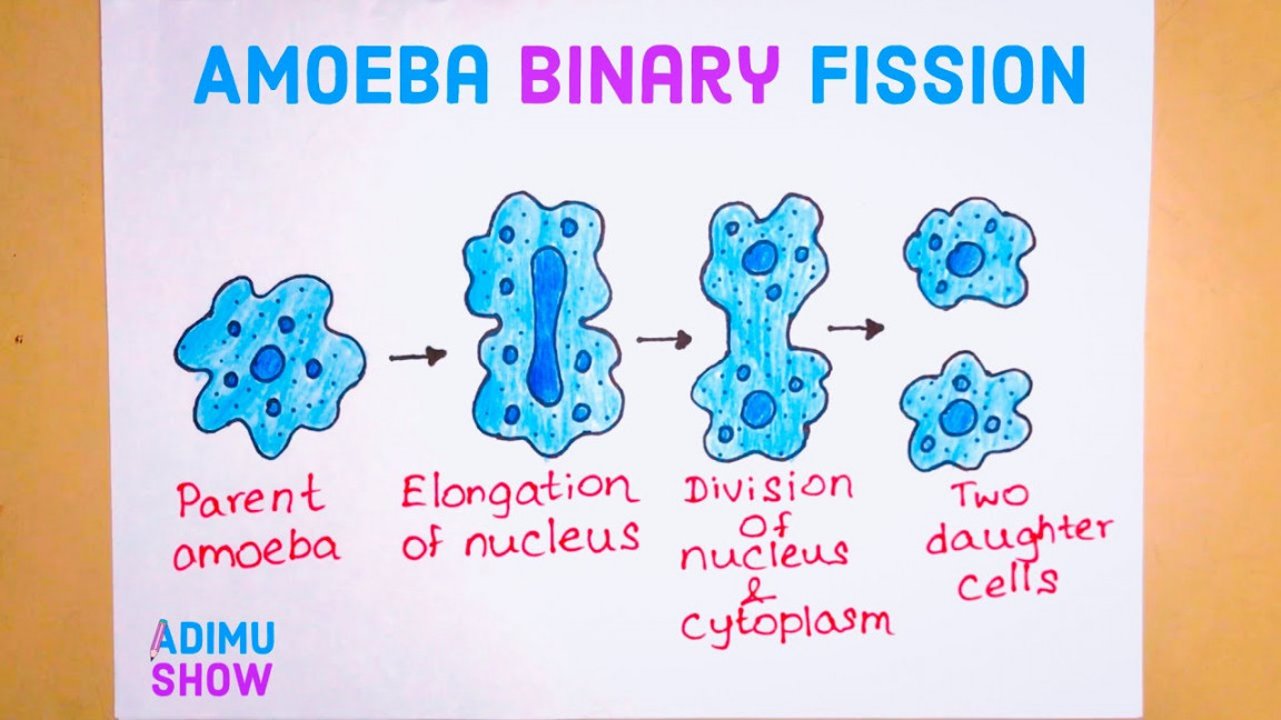 How To Draw Binary Fission In Amoeba