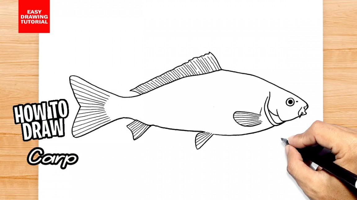 How to draw Carp Fish