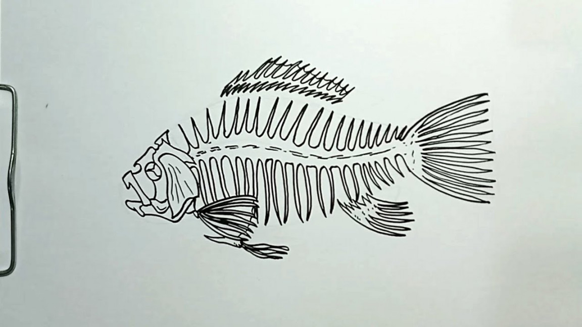 How to Draw Fish Skeleton in Easy Steps