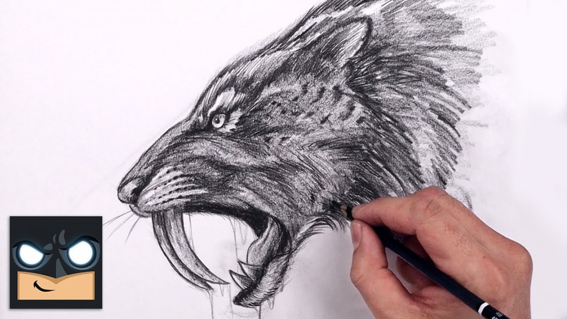 How To Draw Saber Tooth Tiger  YouTube Studio Sketch Tutorial