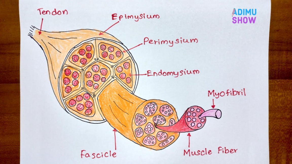 How To Draw Structure Of Skeletal Muscle