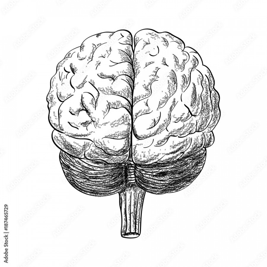 Human brain drawing in the white background, vector illustration