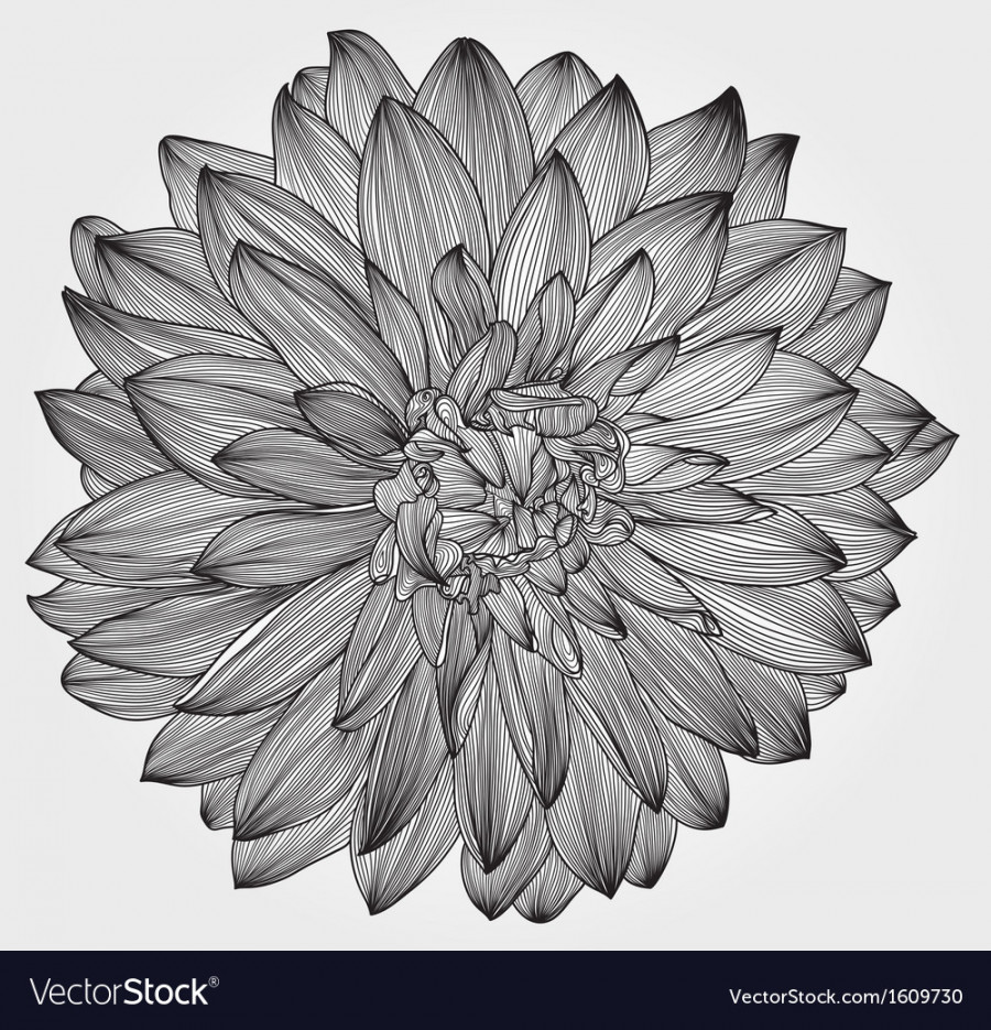 Ink drawing of black dahlia flower Royalty Free Vector Image