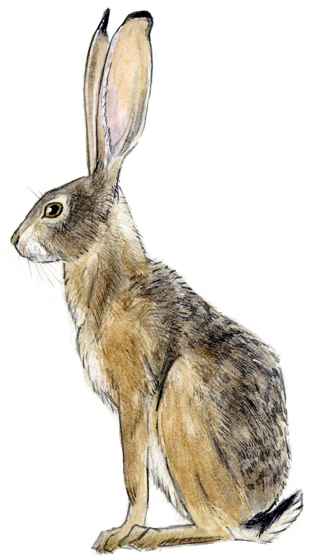 Jackrabbit blacktail - John Muir Laws  Rabbit art, Rabbit drawing