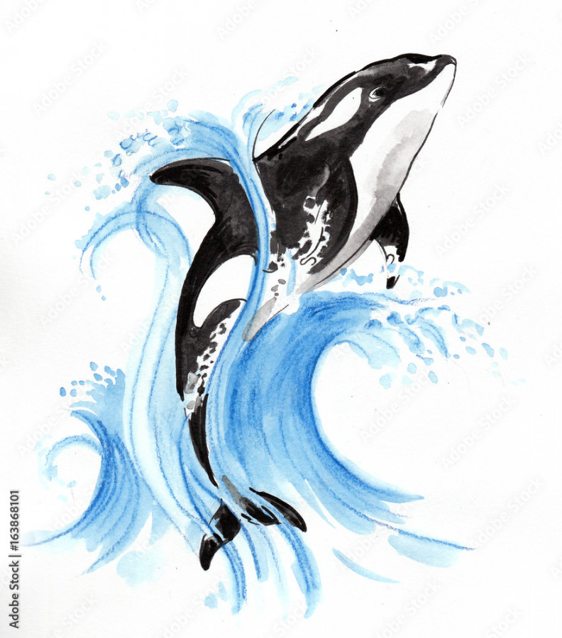 Jumping orca Stock-Illustration  Adobe Stock