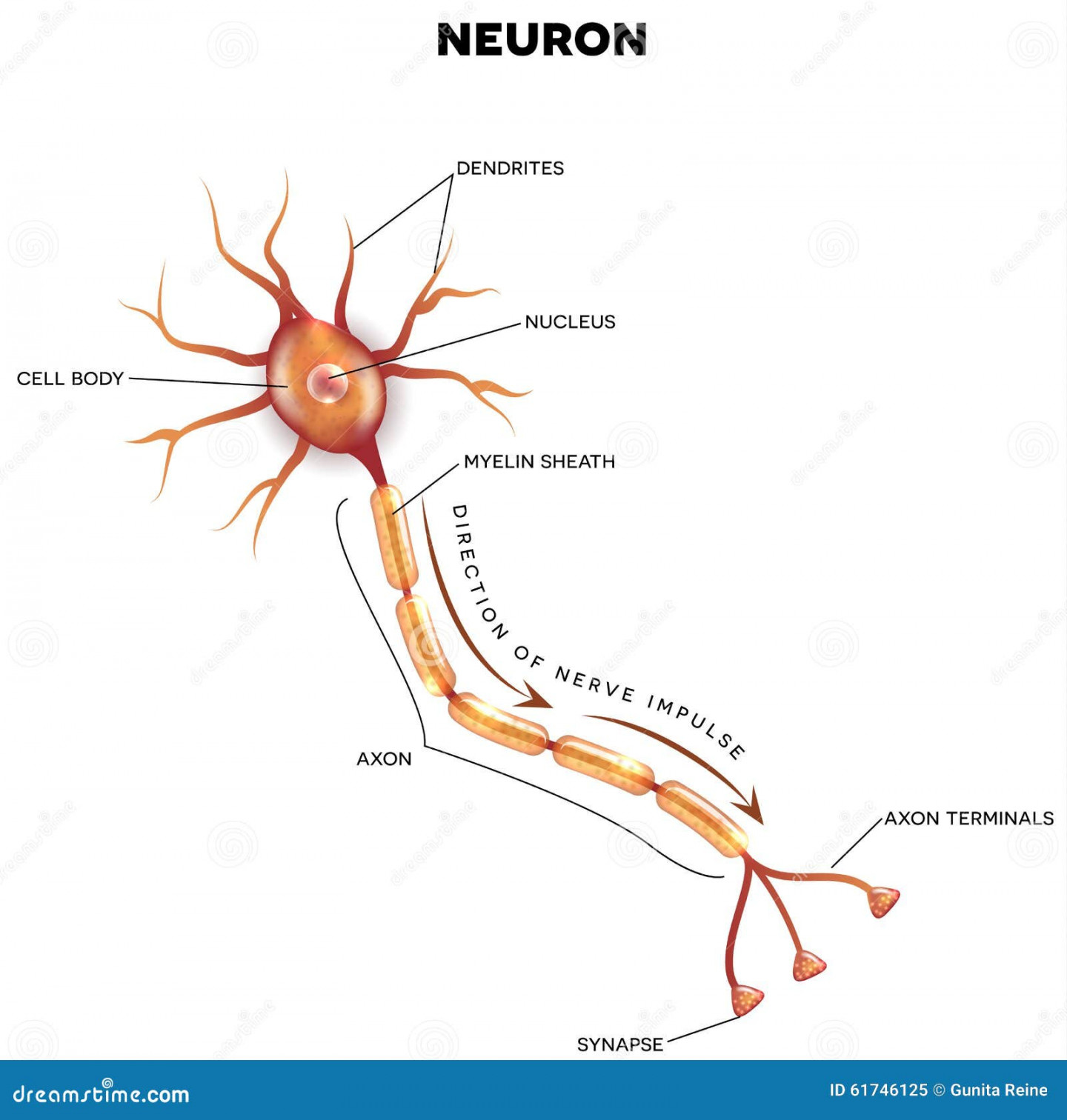 Labeled Diagram of the Neuron Stock Vector - Illustration of