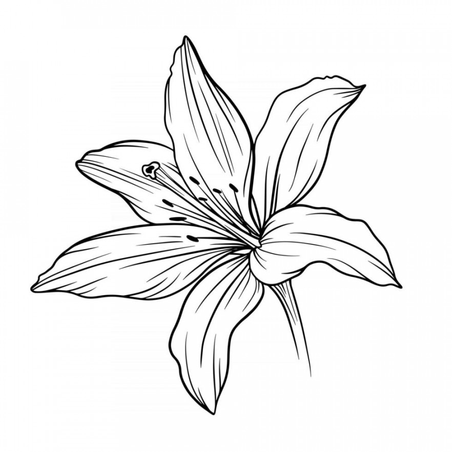 Lily Flower Outline Lilies LIne Art Line Drawing  Vector