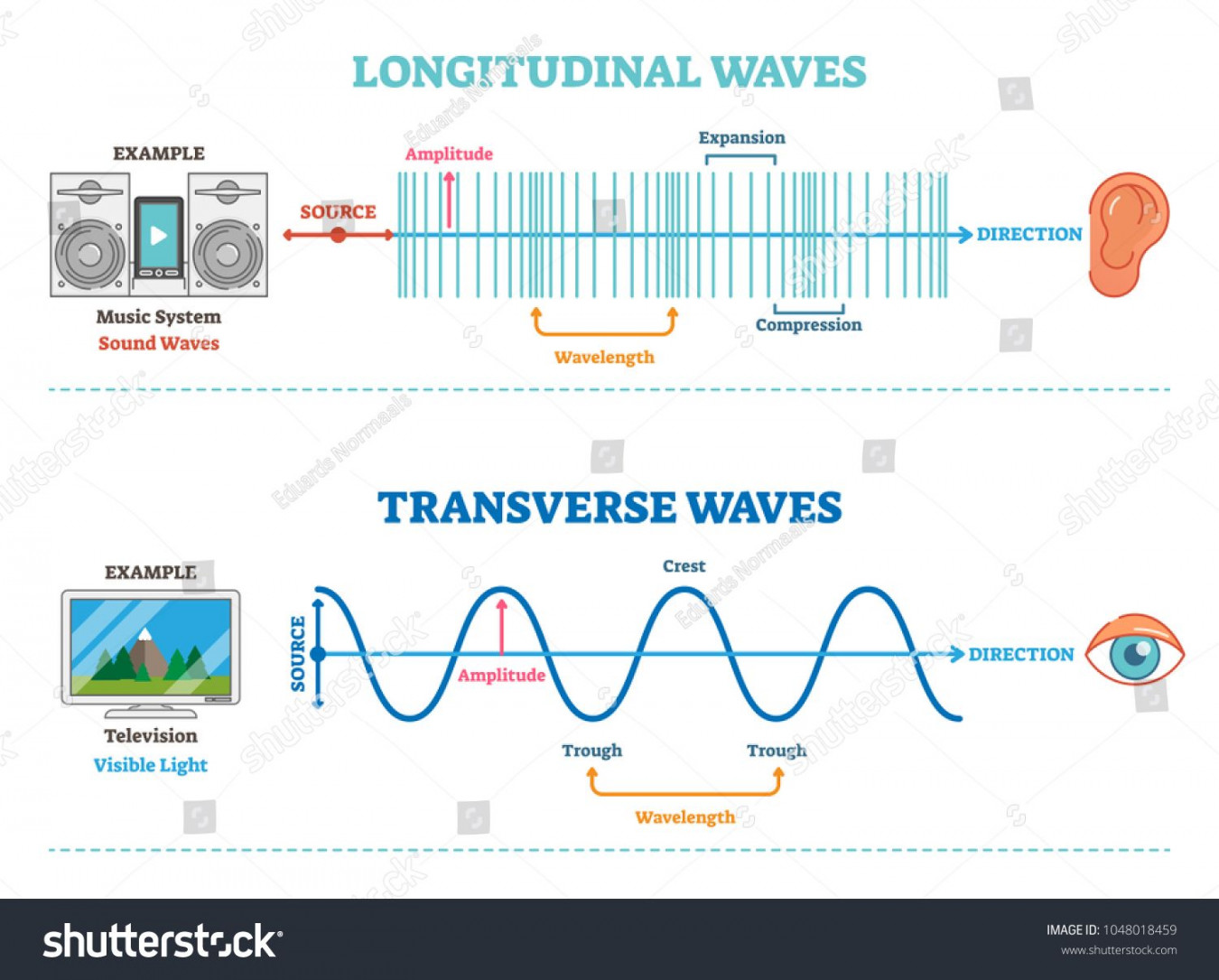 Longitudinal and Transverse wave type, vector illustration