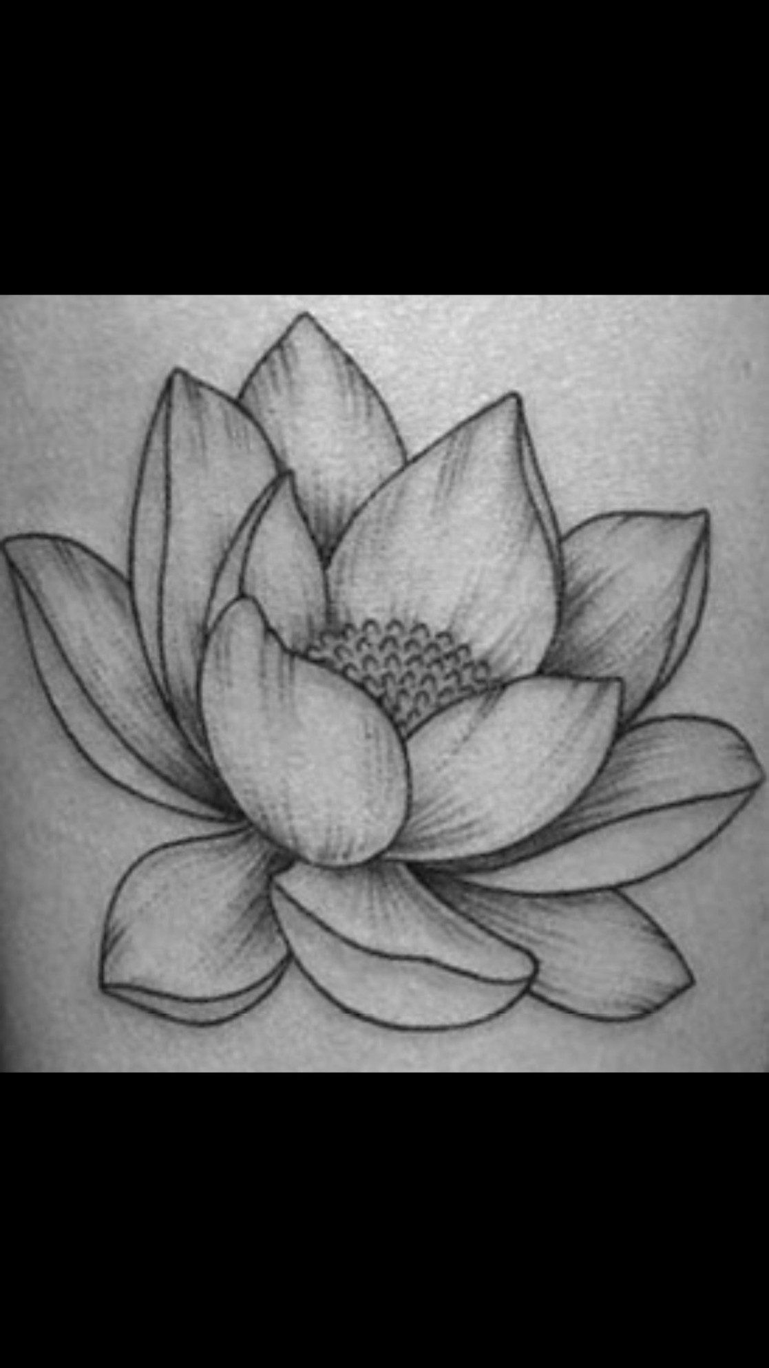 Lotus flower drawing  Dibujo de flor, Pinturas florales, Pintura