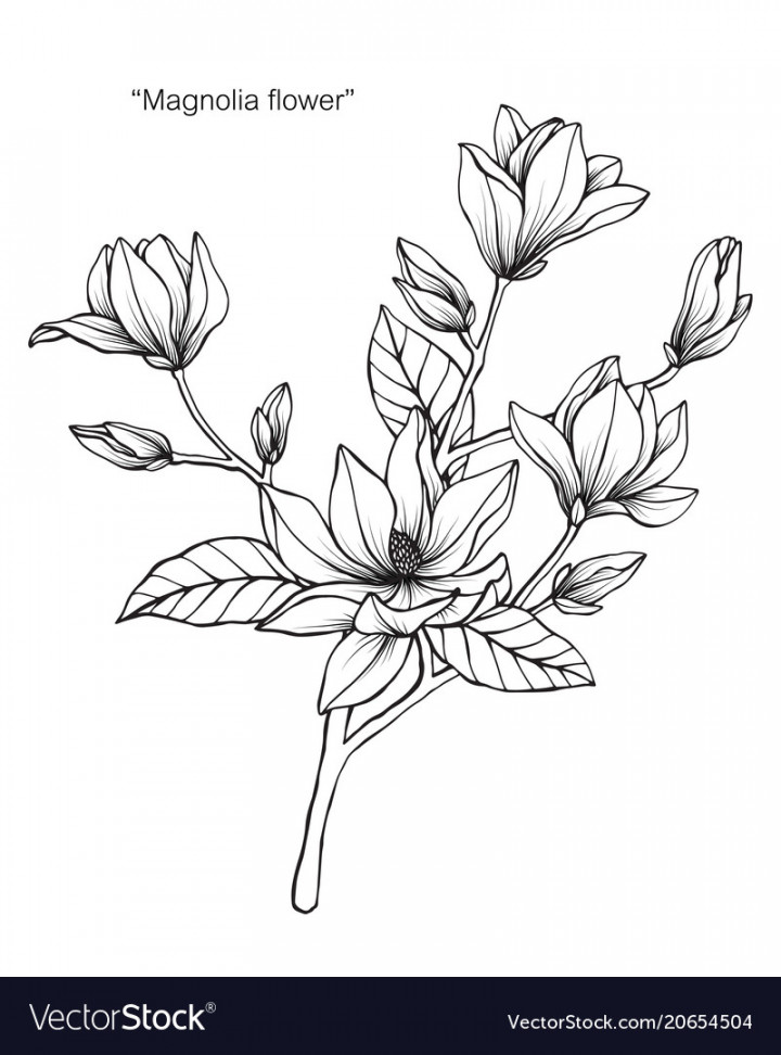 Magnolia flower drawing Royalty Free Vector Image