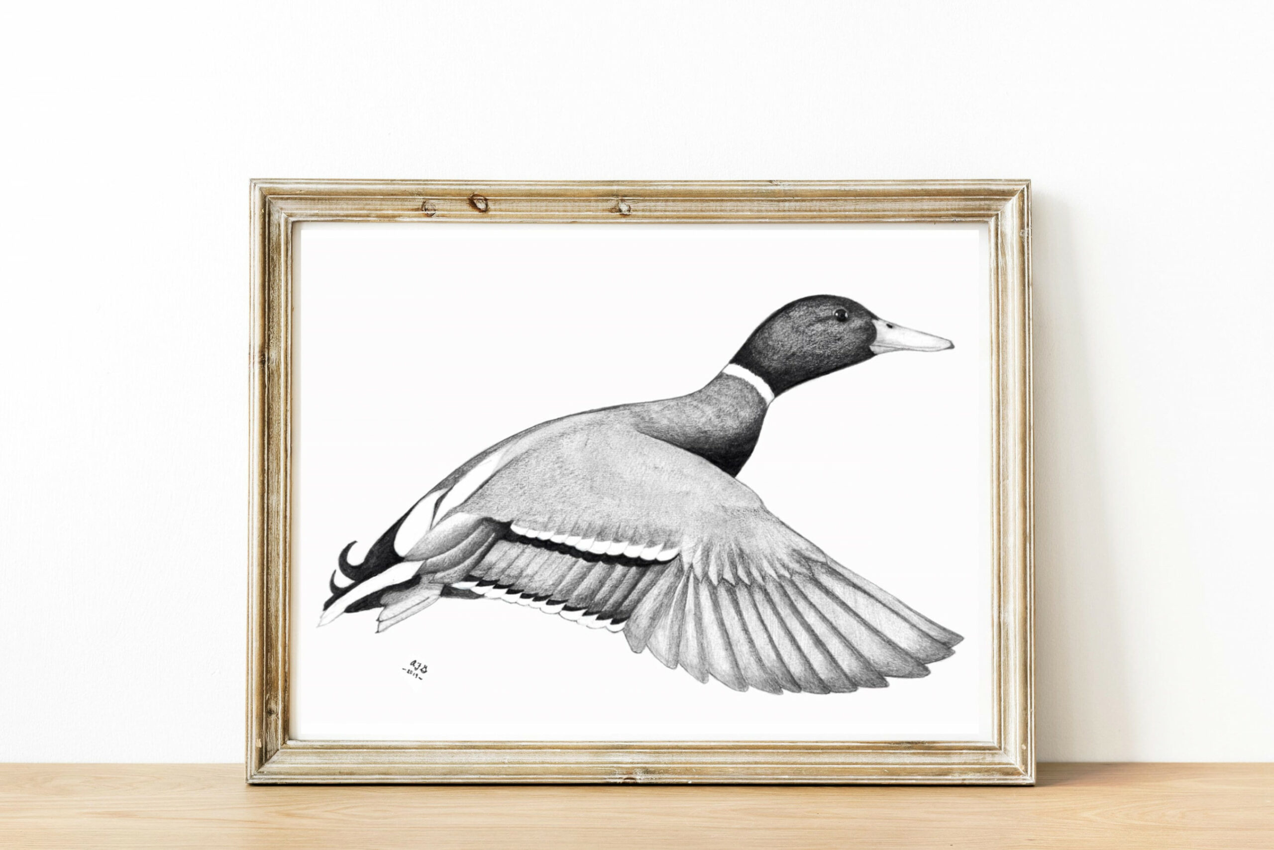 Male Mallard Duck Pencil Art Digital Download (Download Now) - Etsy