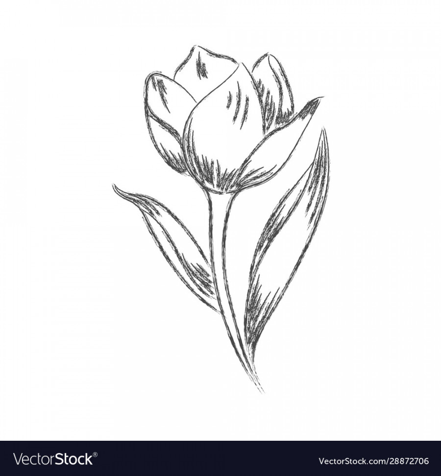 Pencil drawing a flower with leaves isolated Vector Image