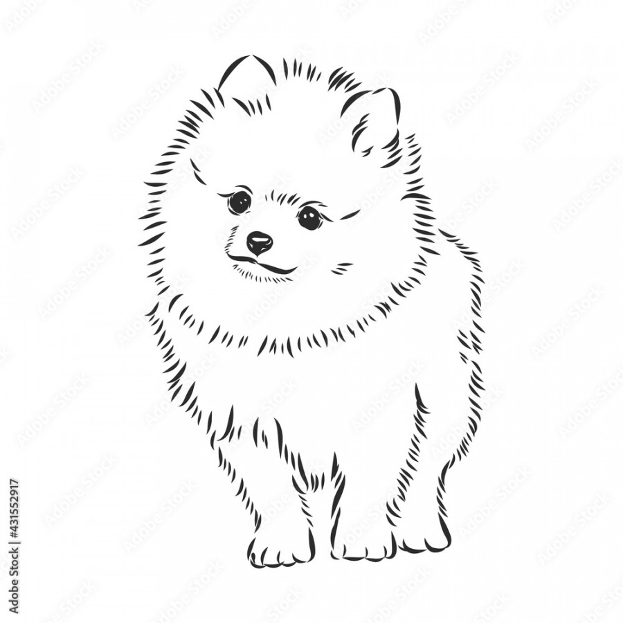 Pomeranian dog hand drawn sketch