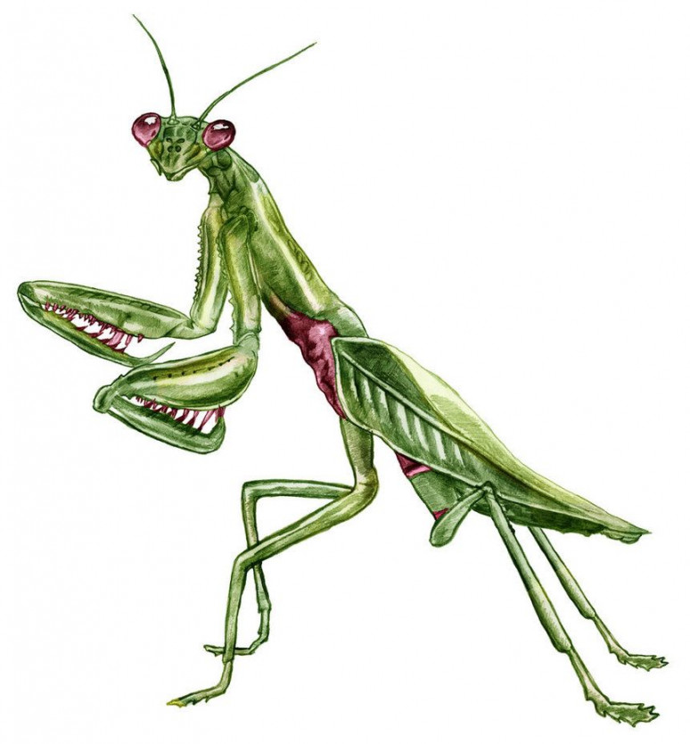 Praying Mantis Drawing  Wallpapers Gallery  Arte de insectos