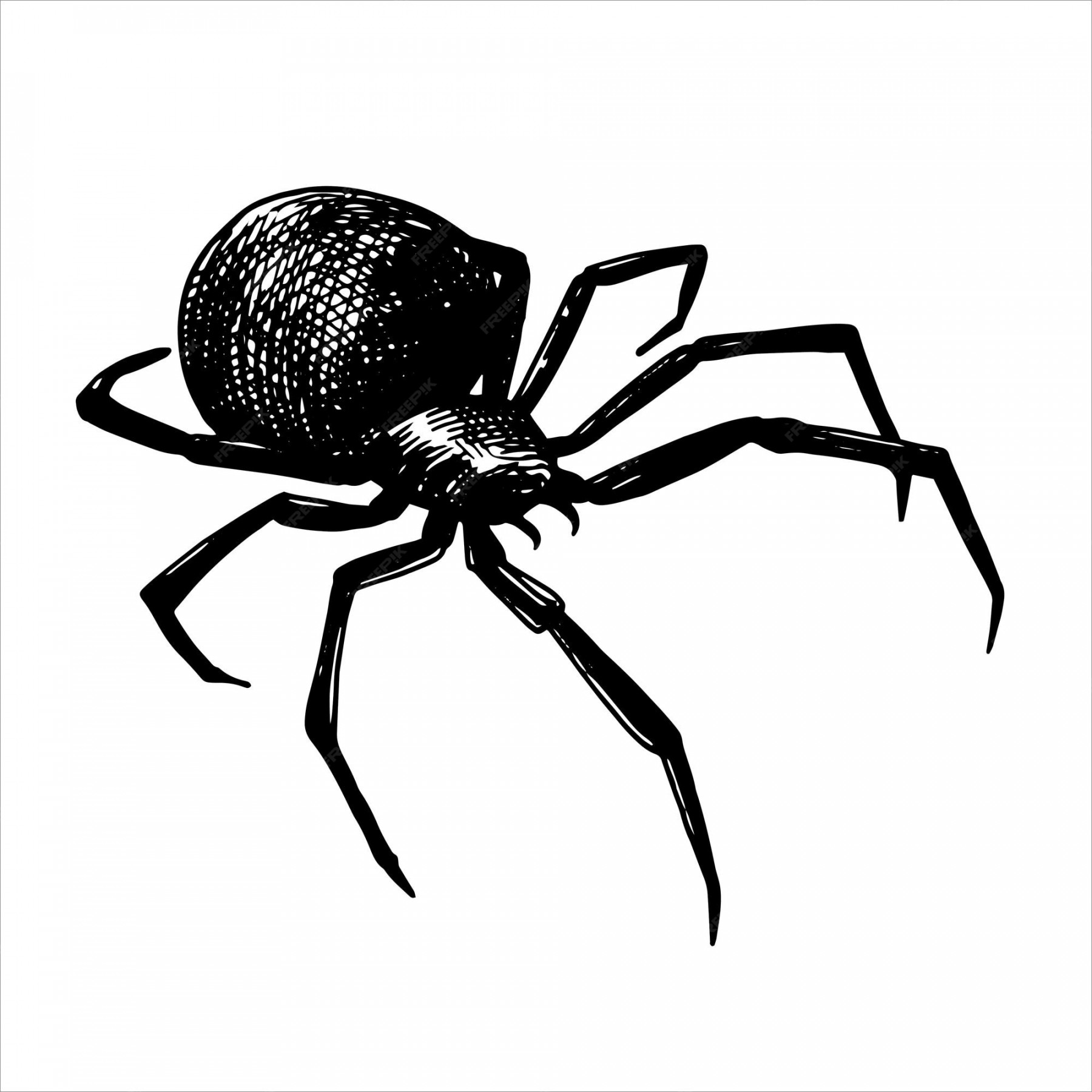 Premium Vector  Spider vector drawing