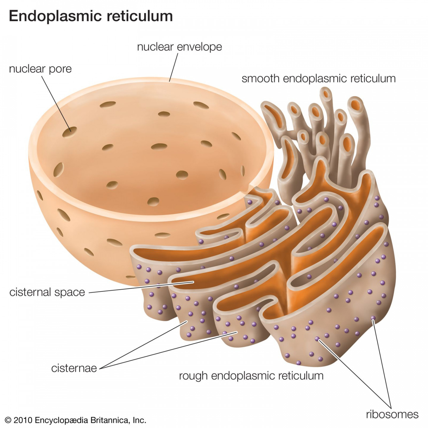 Rough endoplasmic reticulum (RER)  Definition, Structure