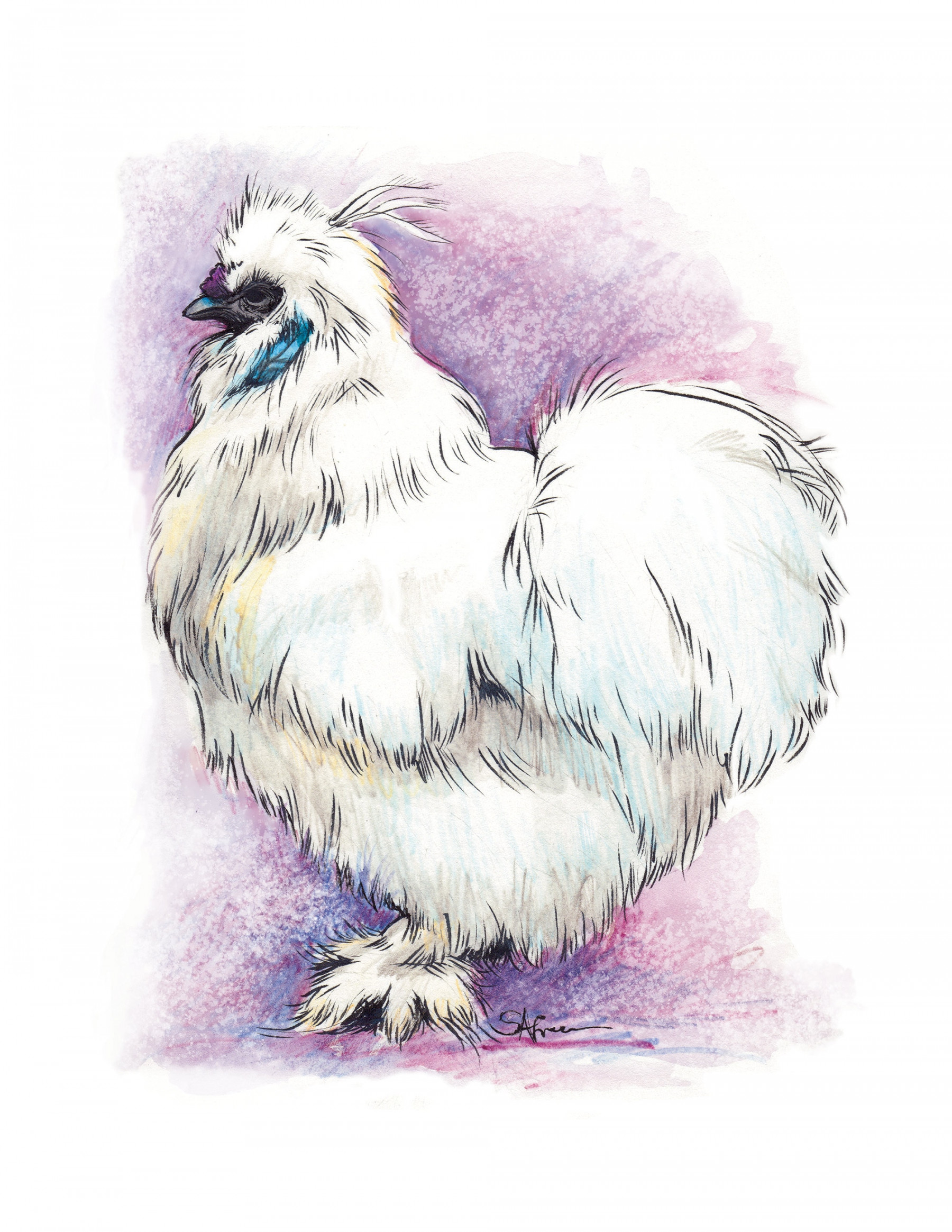 Silkie Chicken art, brush pen sketch, watercolor