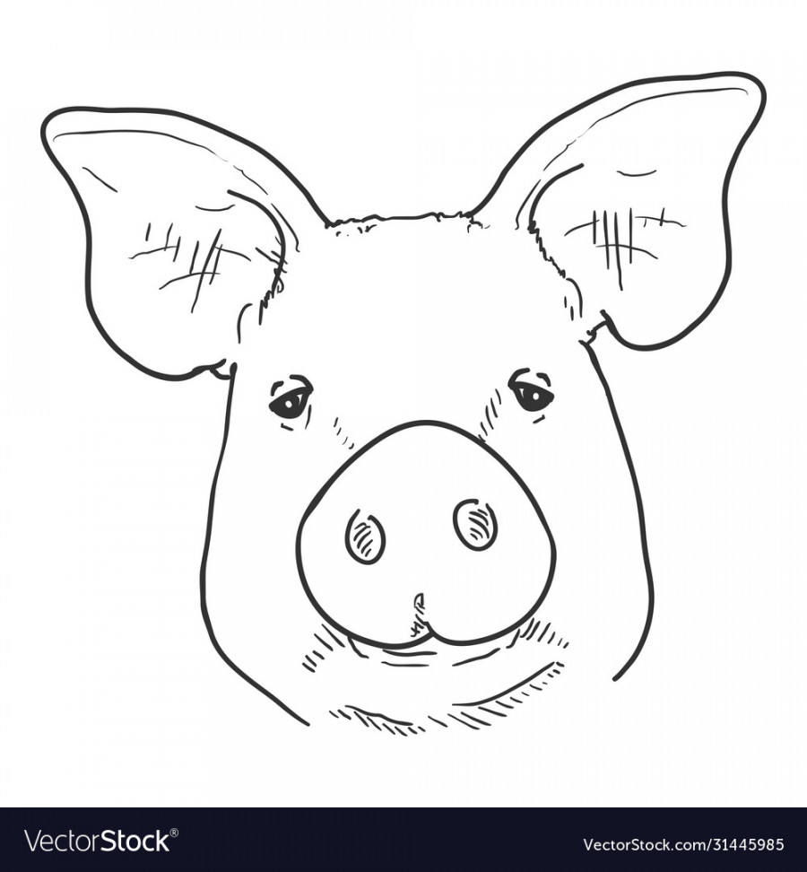 Sketch pig face Royalty Free Vector Image - VectorStock