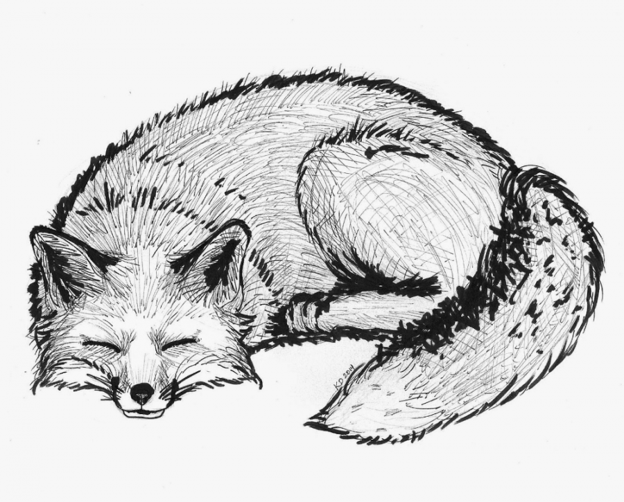 Sleeping Fox Drawing  Fox drawing, Fox art, Sharpie drawings