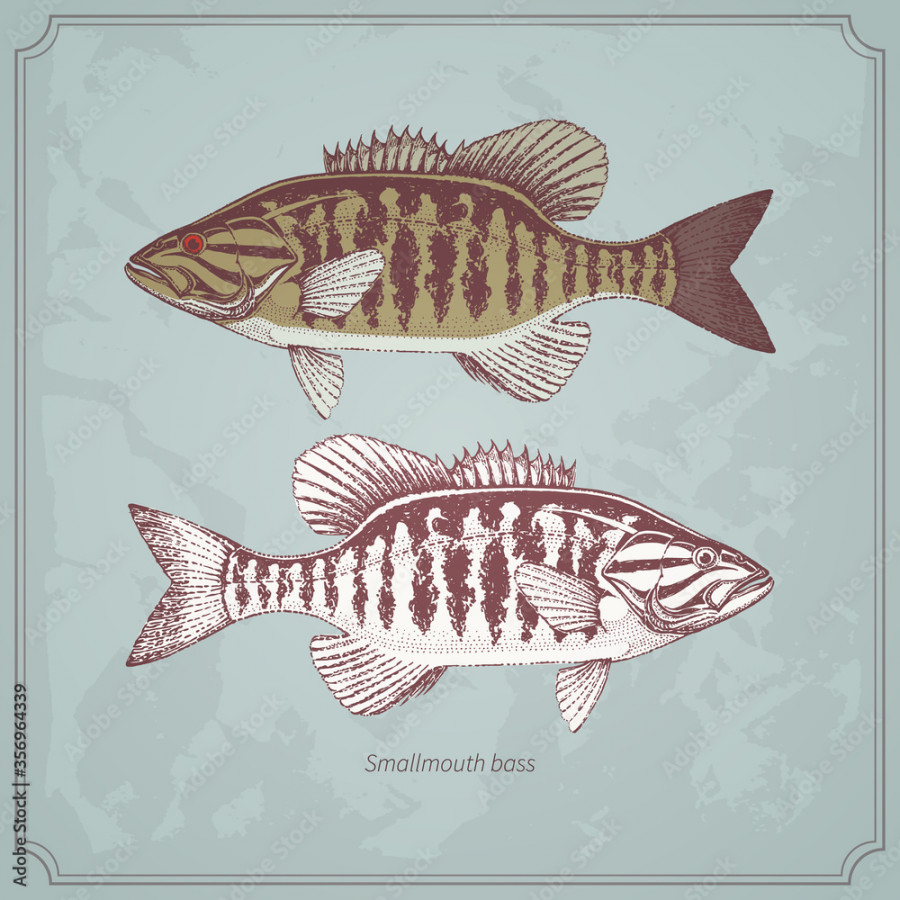 Smallmouth bass hand drawn vintage vector illustration